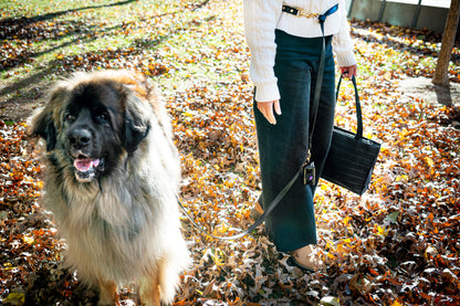 Bundle: CORIO Hands-Free Leash Set